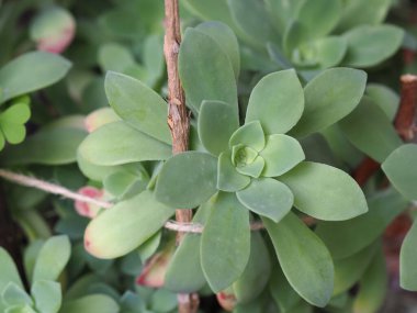 Sulu rosette bitkisi arka plan olarak kullanışlı