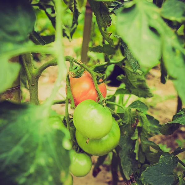 Retro look Tomato — Stock Photo, Image