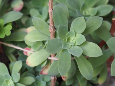 Sulu rosette bitkisi arka plan olarak kullanışlı