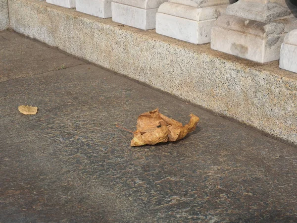 Gevallen Blad Stenen Stoep Met Kopieerruimte — Stockfoto