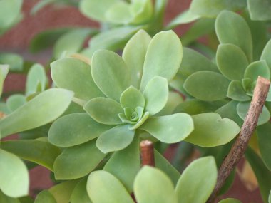 Sulu rosette bitkisi arka plan olarak kullanışlı