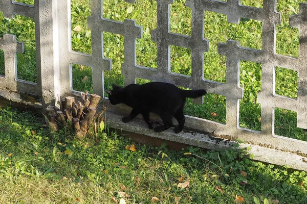 一只黑色家猫在树桩旁的混凝土栅栏上行走 — 图库照片