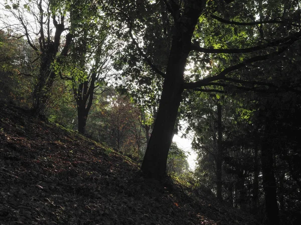 Wald Auf Dem Hügel Mit Bäumen Silhouette Gegen Das Sonnenlicht — Stockfoto