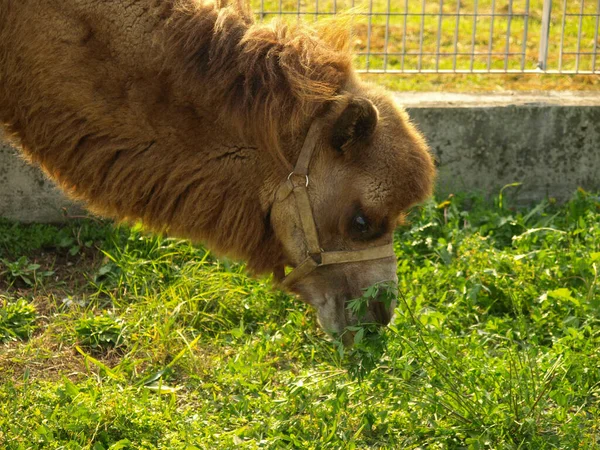 Bactrische Kameel Wetenschappelijke Naam Camelus Bactrianus Van Diersoort Mammalia Zoogdieren — Stockfoto