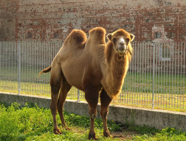Bactrische Kameel Wetenschappelijke Naam Camelus Bactrianus Van Dierlijke Klasse Mammalia — Stockfoto
