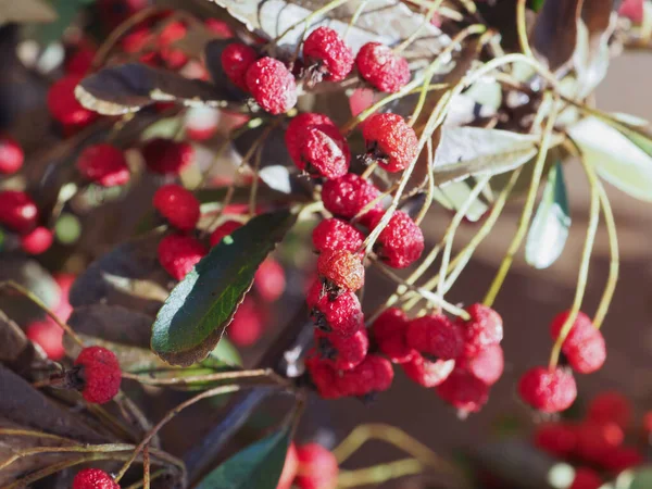 Pianta Siepe Cotoneaster Rosaceae Con Bacche Rosse — Foto Stock