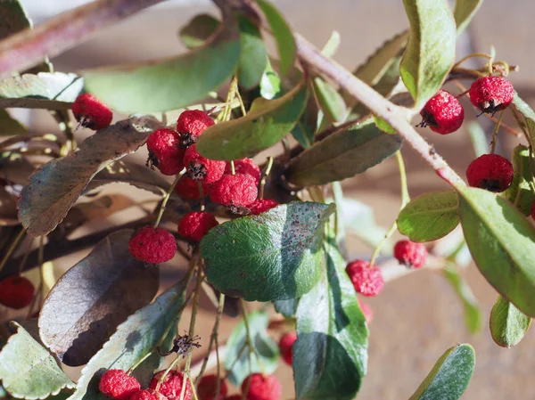 赤い果実を持つコトネスターのバラ科のヘッジロー植物 — ストック写真