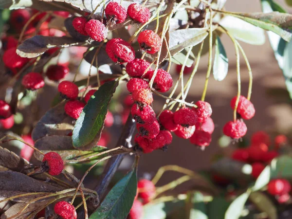 赤い果実を持つコトネスターのバラ科のヘッジロー植物 — ストック写真
