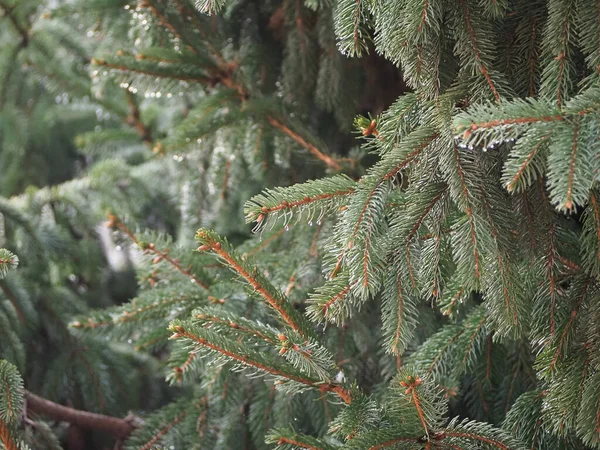 Morning Dew Droplets Pine Tree Leaves — Stock Photo, Image