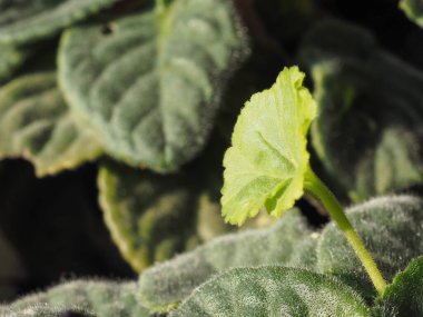 Yeşil saksı bitkisi yaprağının ayrıntıları