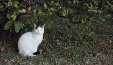 Çimlerde beyaz ve gri kedi