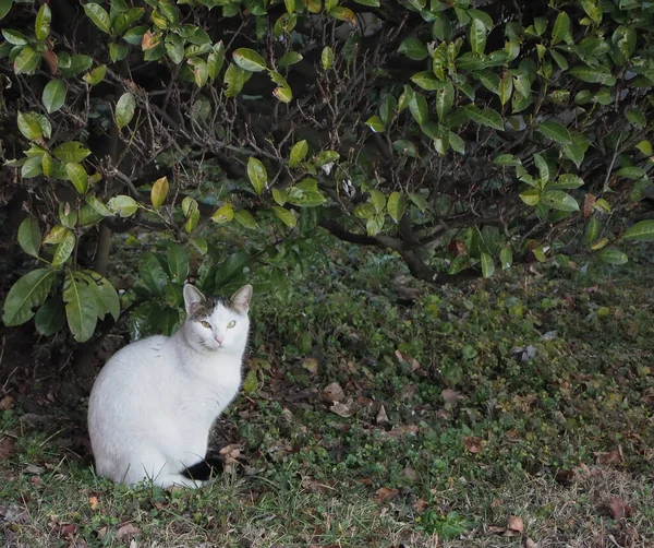 Vit Och Grå Katt Gräset — Stockfoto