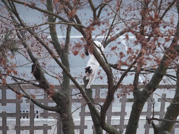 Gato Branco Escalando Uma Árvore Bordo Vermelho — Fotografia de Stock