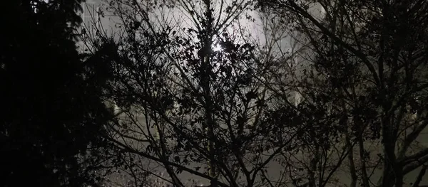 Licht Einem Dunklen Finsteren Wald Der Nacht — Stockfoto