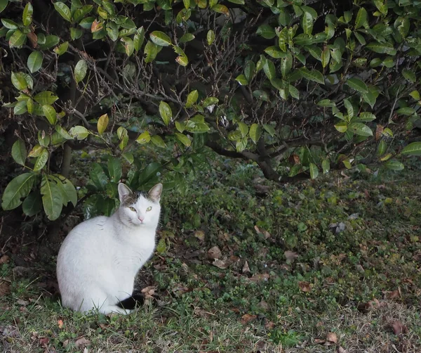 Gato Blanco Gris Hierba —  Fotos de Stock
