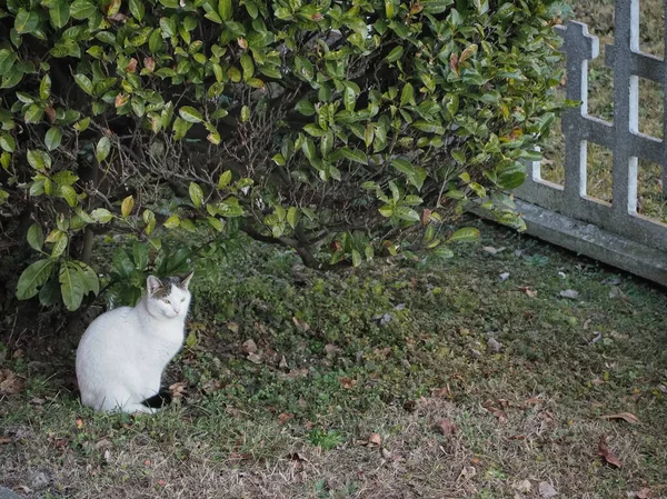 Gato Branco Cinza Grama — Fotografia de Stock