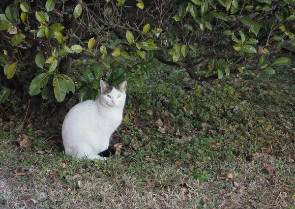 Vit Och Grå Katt Gräset — Stockfoto