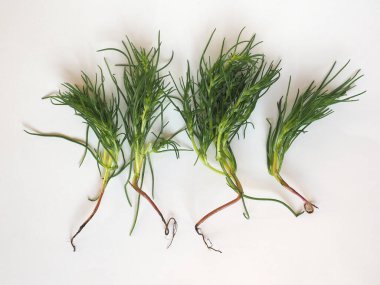 Agretti (bilimsel adı Salsola soda diğer adıyla zıt yapraklı tuzotu, Rus devedikeni veya barilla bitkisi) vejetaryen gıda