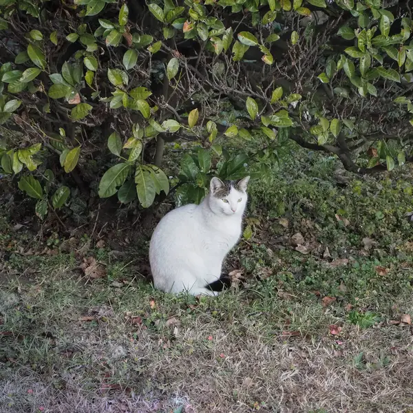 草の中の白と灰色の猫は — ストック写真
