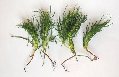 Agretti (bilimsel adı Salsola soda diğer adıyla zıt yapraklı tuzotu, Rus devedikeni veya barilla bitkisi) vejetaryen gıda