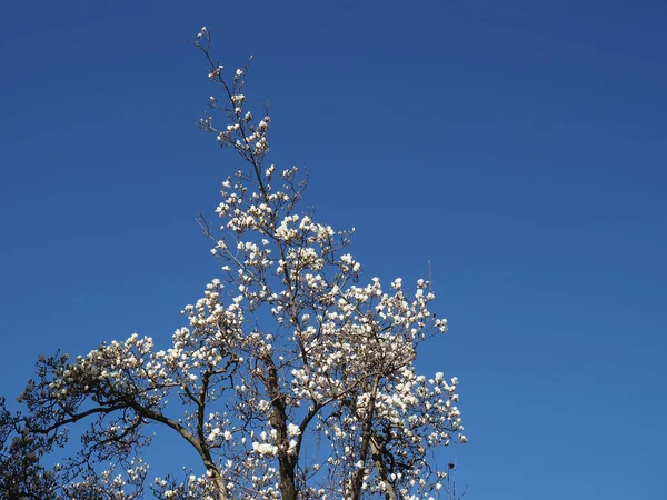 Arbre Avec Des Fleurs Blanches Sur Ciel Bleu Début Printemps — Photo