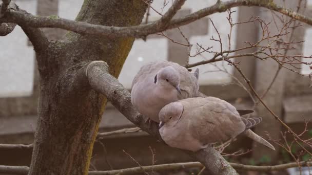 Twee Euraziatische Duiven Wetenschappelijke Naam Streptopelia Decaocto — Stockvideo