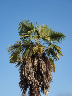 Mavi gökyüzü üzerinde palmiye ağacı (bilimsel sınıflandırma Arecaceae)