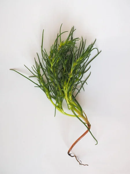 Agretti Scientific Name Salsola Soda Aka Leaved Saltwort Russian Thistle — Stock Photo, Image