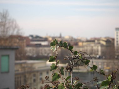 sarmaşık (Hedera) bulanık arkaplan ile bitki seçici odak
