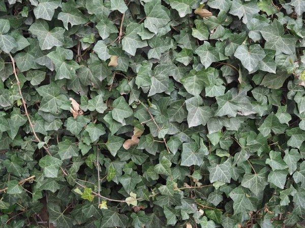 常春藤 Hedera 植物作为背景 — 图库照片