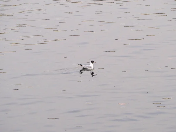 Společný Merganser Vědecký Název Mergus Merganser Třídy Zvířat Aves Ptáci — Stock fotografie