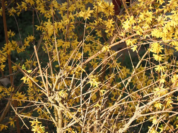 Forsythia Scientific Name Forsythia Intermedia Tree — Stock Photo, Image