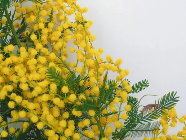 Mimosa Aka Srebro Zwis Naukowe Imię Acacia Dealbata Żółty Kwiat — Zdjęcie stockowe