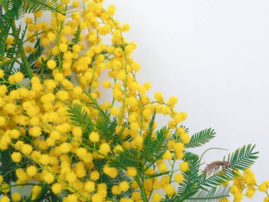 Mimoza namı diğer gümüş gerdan bilimsel adı Acacia deal bata sarı çiçek