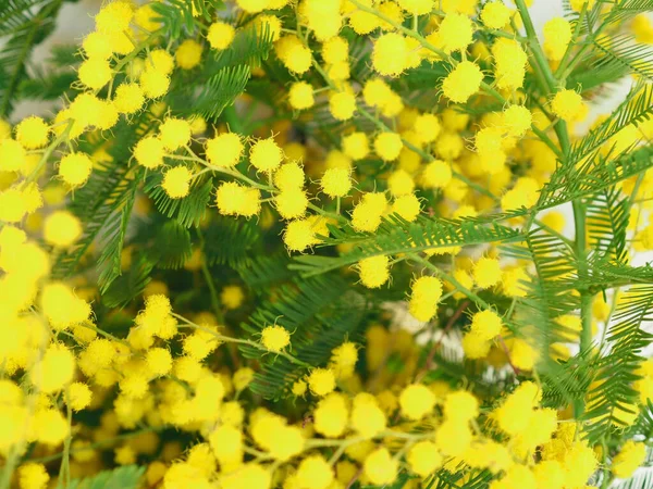 Mimosa Aka Zilveren Wattle Wetenschappelijke Naam Acacia Dealbata Gele Bloem — Stockfoto