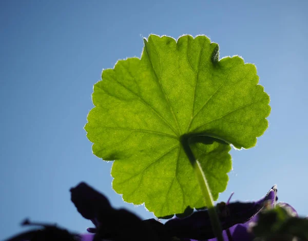 House Plant Leaf Blue Sky — Stock Photo, Image