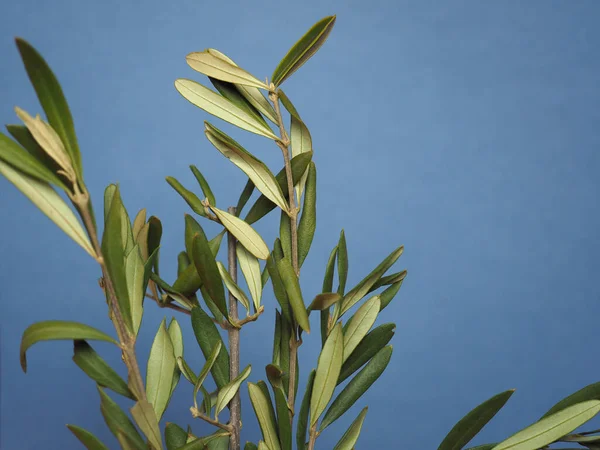 Palmzondag Olijftak Christus Triomfantelijke Intocht Jeruzalem Herdenken — Stockfoto