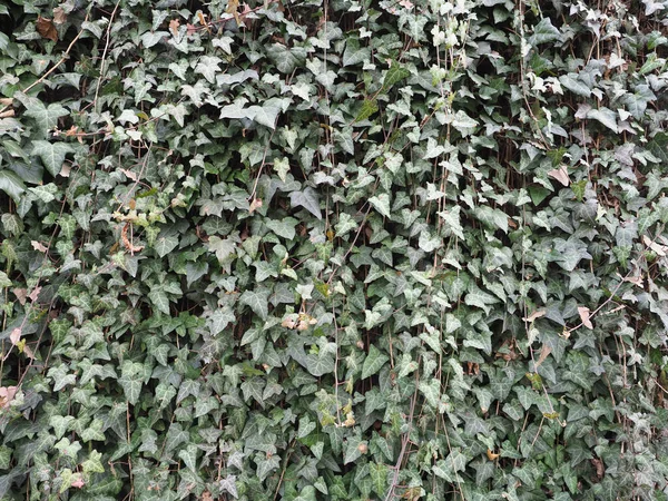 常春藤 Hedera 植物作为背景 — 图库照片