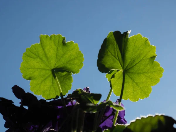 Dům Rostlina List Přes Modré Nebe — Stock fotografie