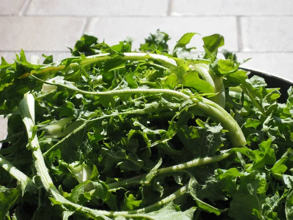 Common Chicory Scientific Name Cichorium Intybus Salad Leaves Vegetables Vegetarian —  Fotos de Stock
