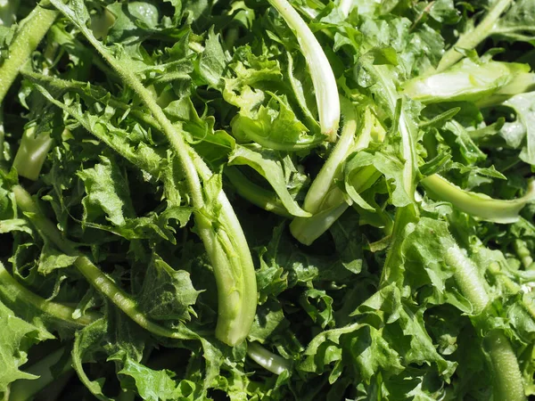 Common Chicory Scientific Name Cichorium Intybus Salad Leaves Vegetables Vegetarian — Fotografia de Stock