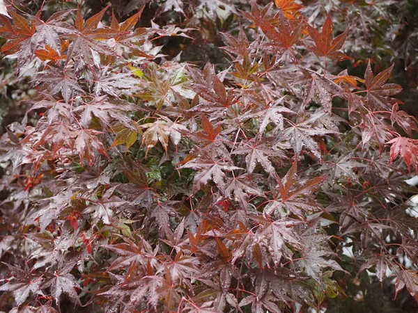 Maple Acer Scientific Name Acer Rubrum Tree Leaves Background — Foto de Stock