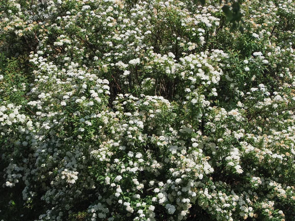 Bush White Flowers Useful Natural Background — Φωτογραφία Αρχείου