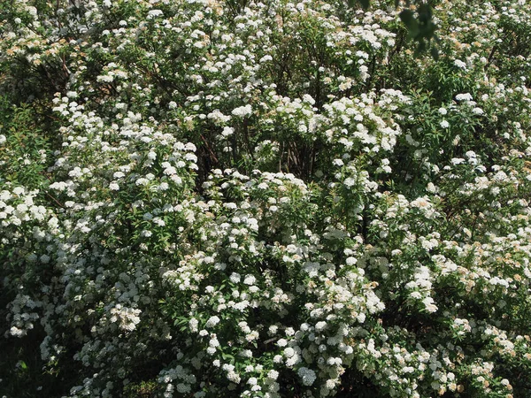 Cespuglio Fiori Bianchi Utile Come Sfondo Naturale — Foto Stock