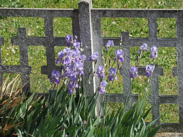 Tęczówka Purpurowy Kwiat Naukowe Imię Iris Germanica Przez Betonowy Płot — Zdjęcie stockowe