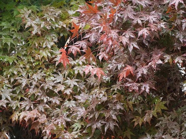 Klon Acer Naukowe Imię Acer Rubrum Drzewo Liście Tło — Zdjęcie stockowe