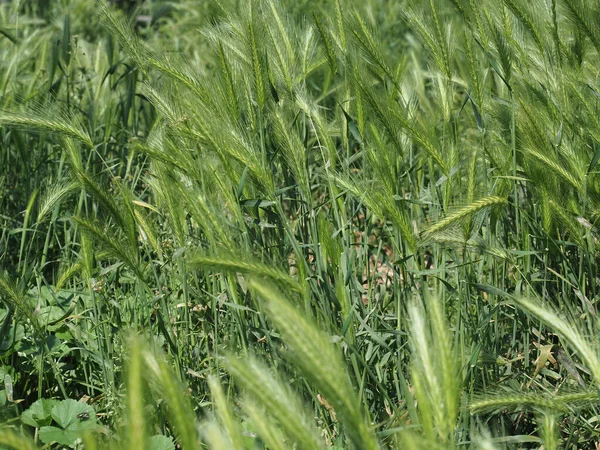 Green Grassland Meadow Grass Useful Background — стоковое фото