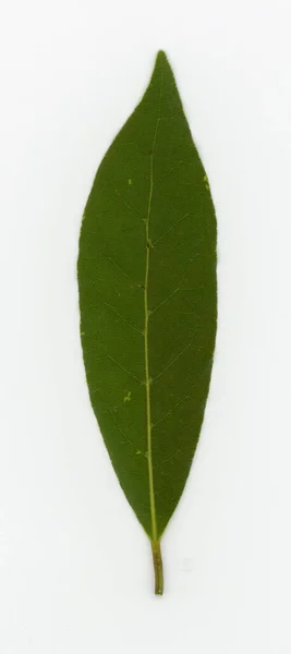 Laurel Bay Scientific Name Laurus Nobilis Tree Leaf — 图库照片