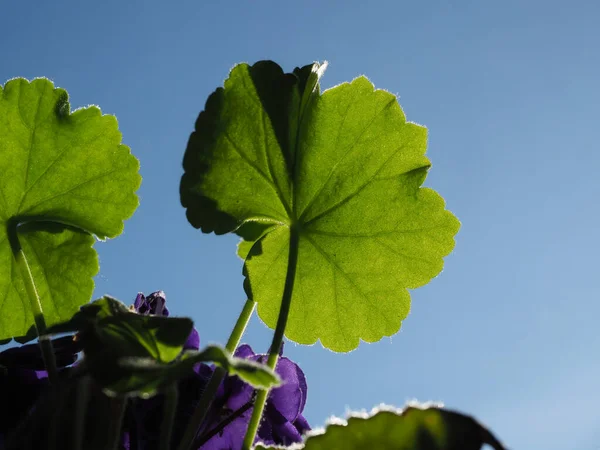 House Plant Leaf Blue Sky — Stock Photo, Image