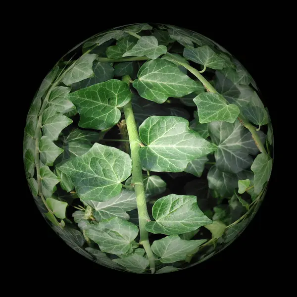 Green Ivy Sphere Black Background — Stock Photo, Image